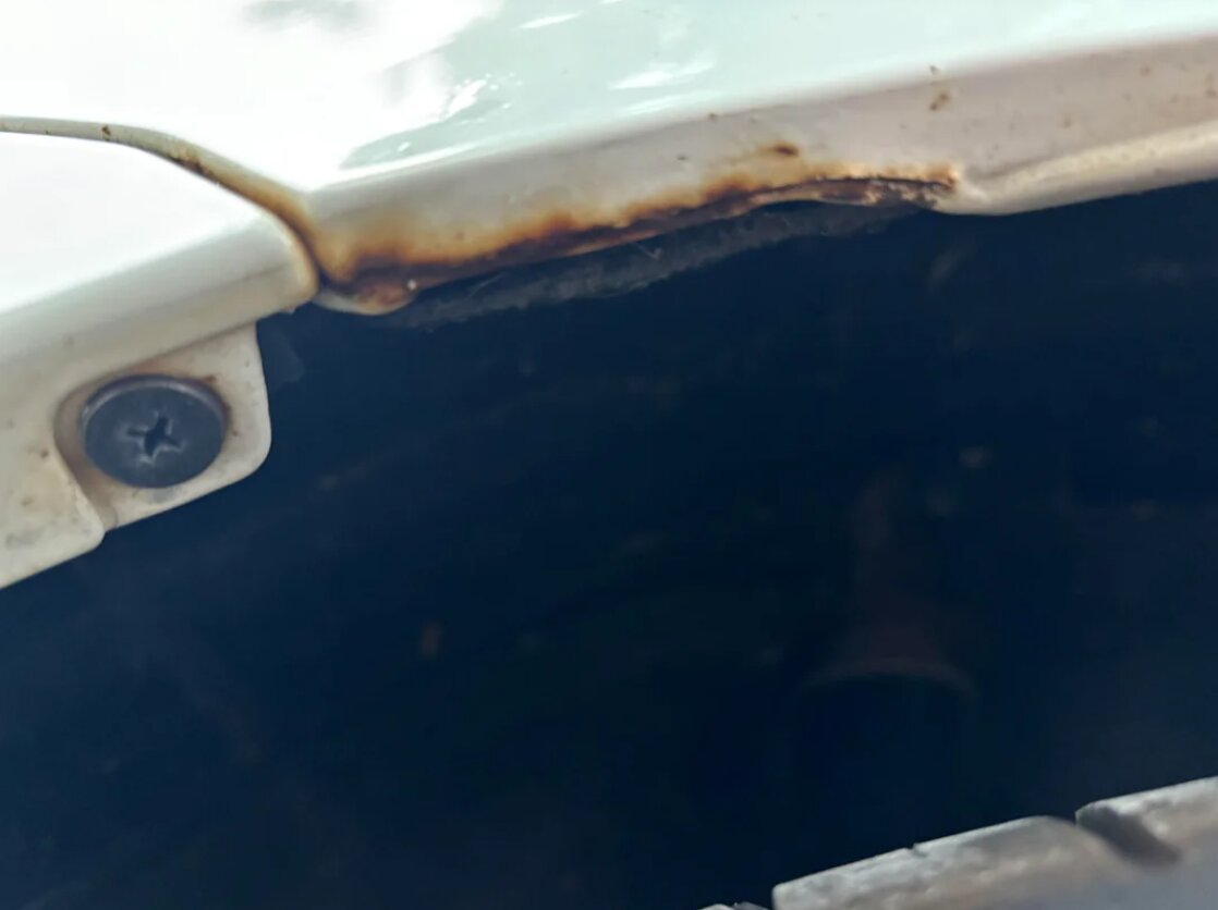 Обнружик рыжик под крылом