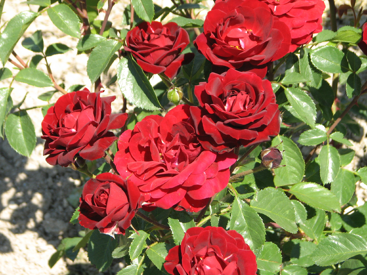 Все сорта роз можно купить в нашем интернет магазин – rozarium.biz