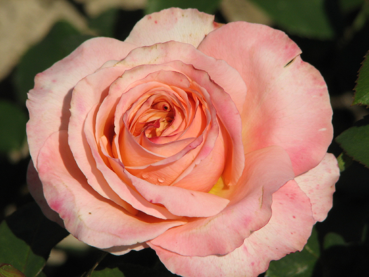 Все сорта роз можно купить в нашем интернет магазин – rozarium.biz