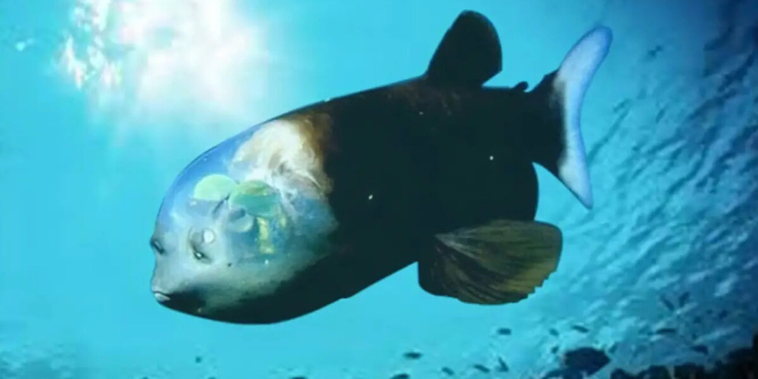 Самые необычные рыбы нашей планеты