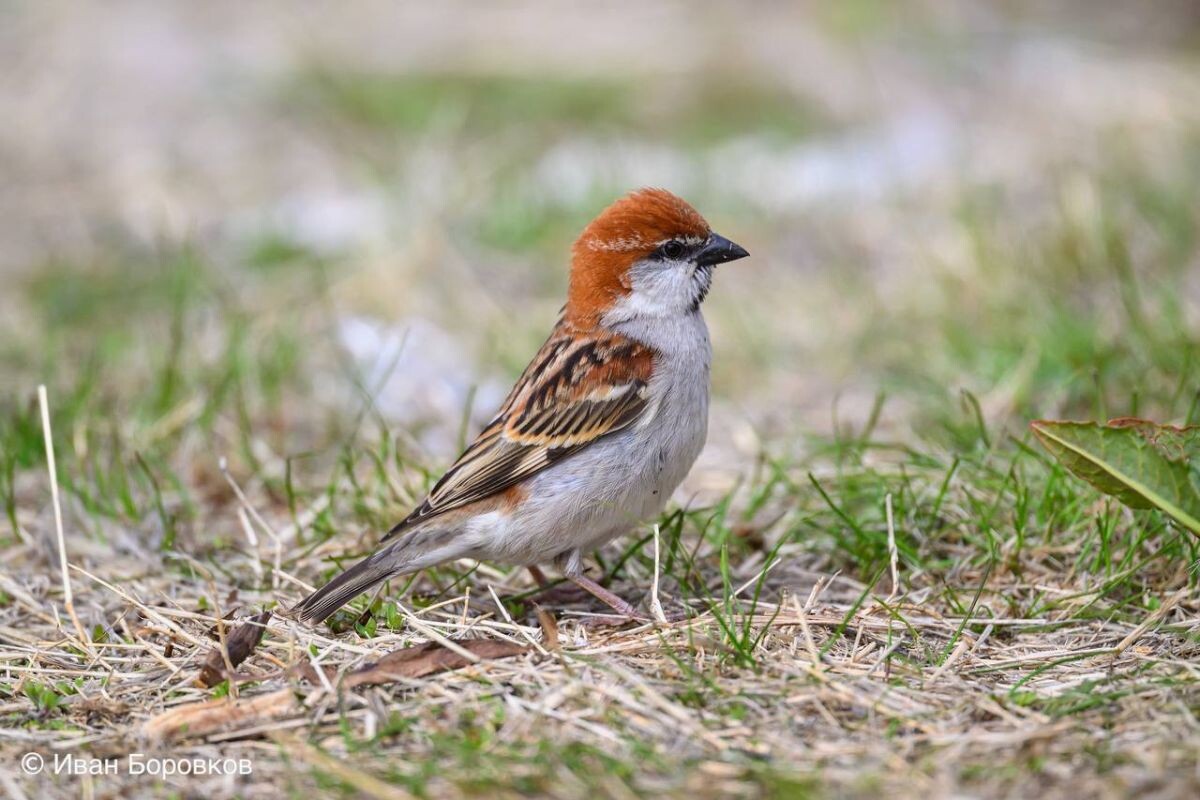    Рыжий воробей. Фото: Иван Боровков / ФГБУ «Земля леопарда»