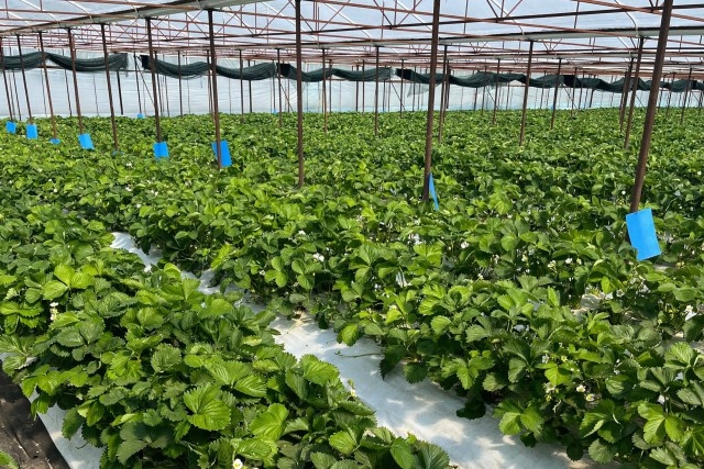   Фото: администрация Зеленоградска