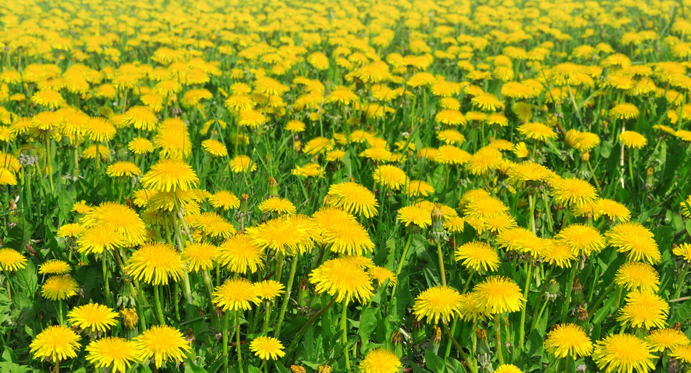 Одуванчик: не только сорняк, но и пища