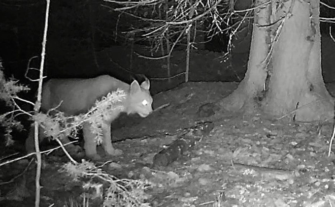    © Александр Власов