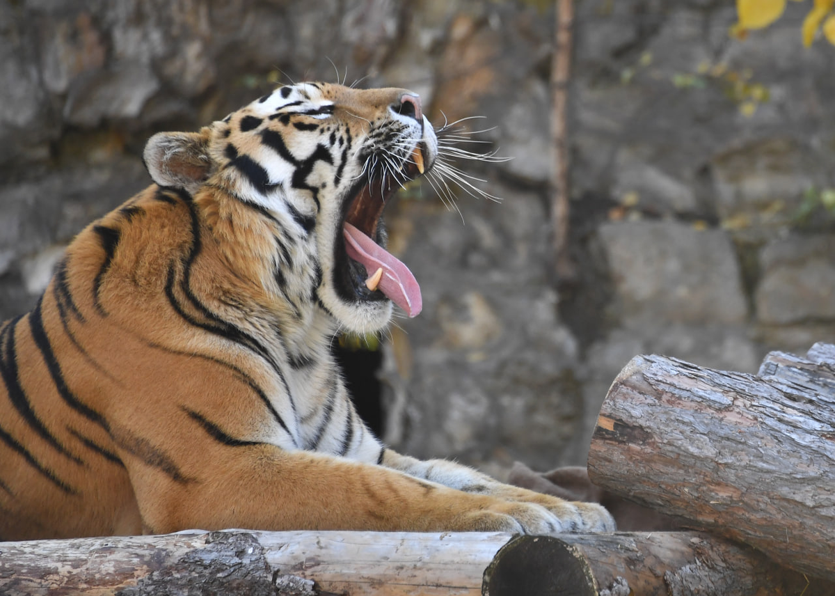     / Источник: © Komsomolskaya Pravda/Global Look Press