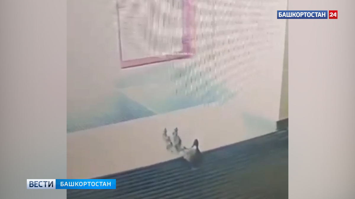    В Уфе в ТЦ "Радуга" заглянуло семейство утят