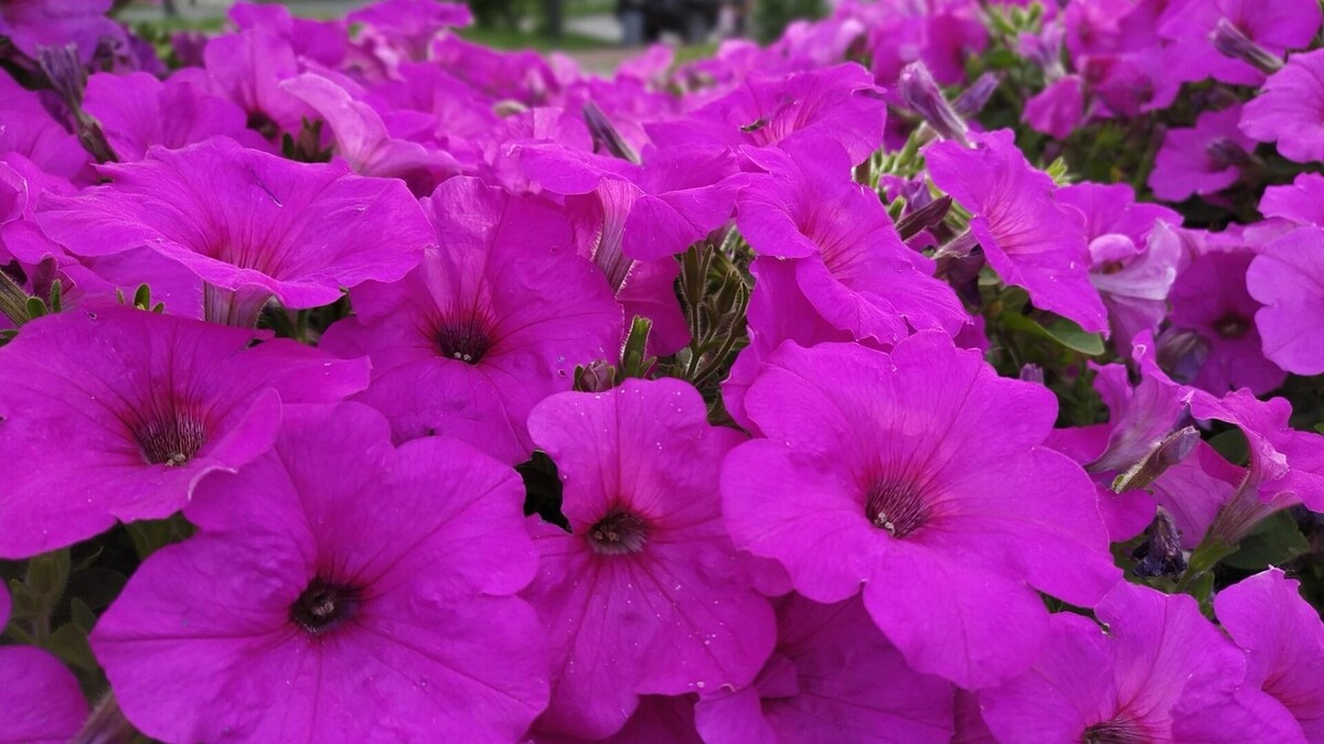     Источник: transsibinfo.com