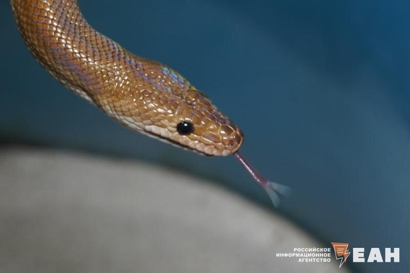    Архивное фото ЕАН