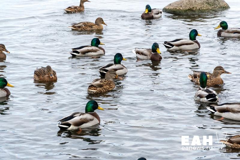    ЕАН. Архивное фото