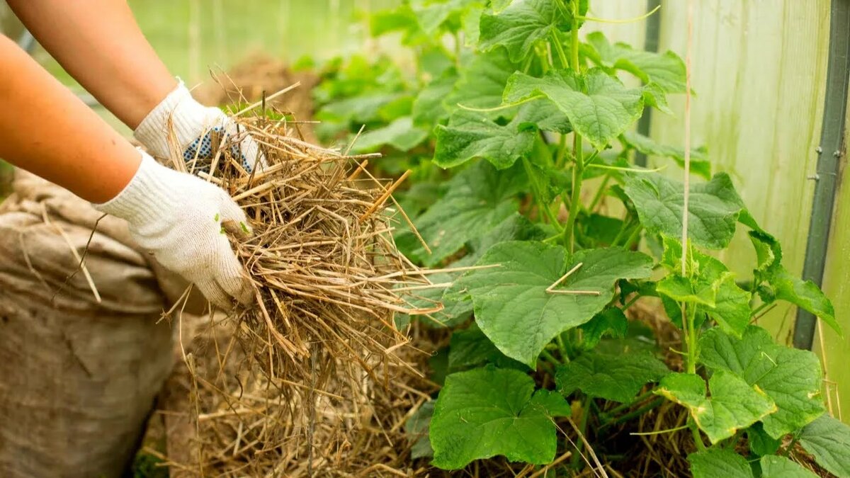 Идеальная мульча для теплицы