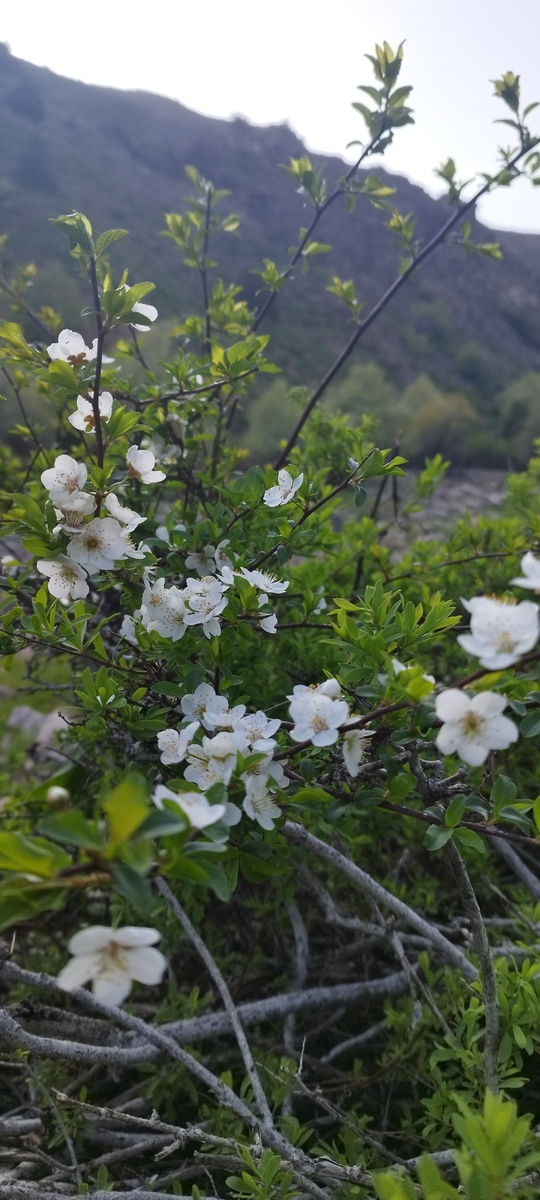 Всё цветет, жизнь празднует весну! 