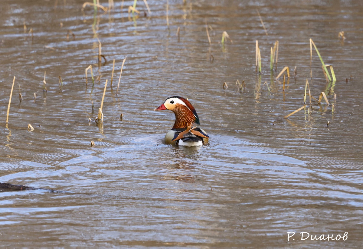 Утка мандаринка (самец)
