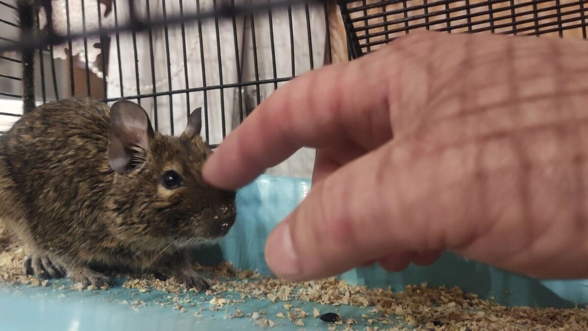     Источник: Сообщество Академгородка | Новосибирск