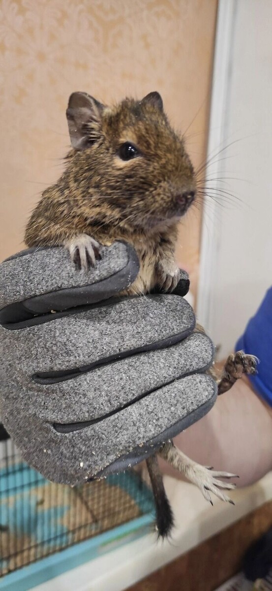     Источник: Сообщество Академгородка | Новосибирск