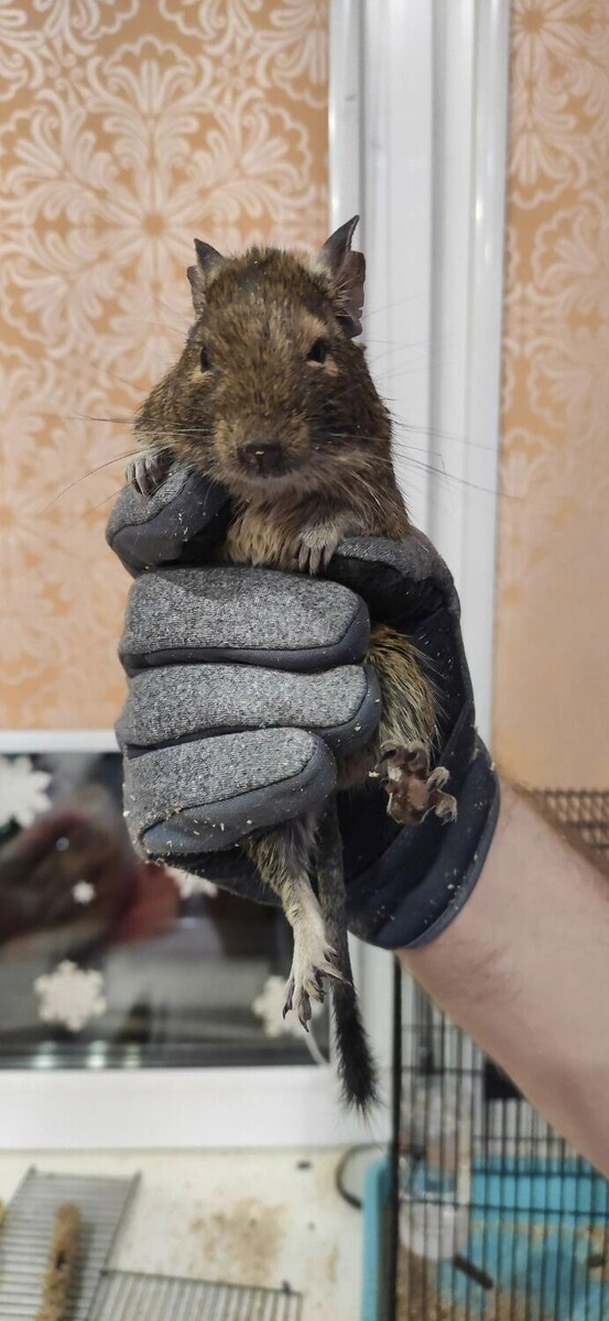     Источник: Сообщество Академгородка | Новосибирск