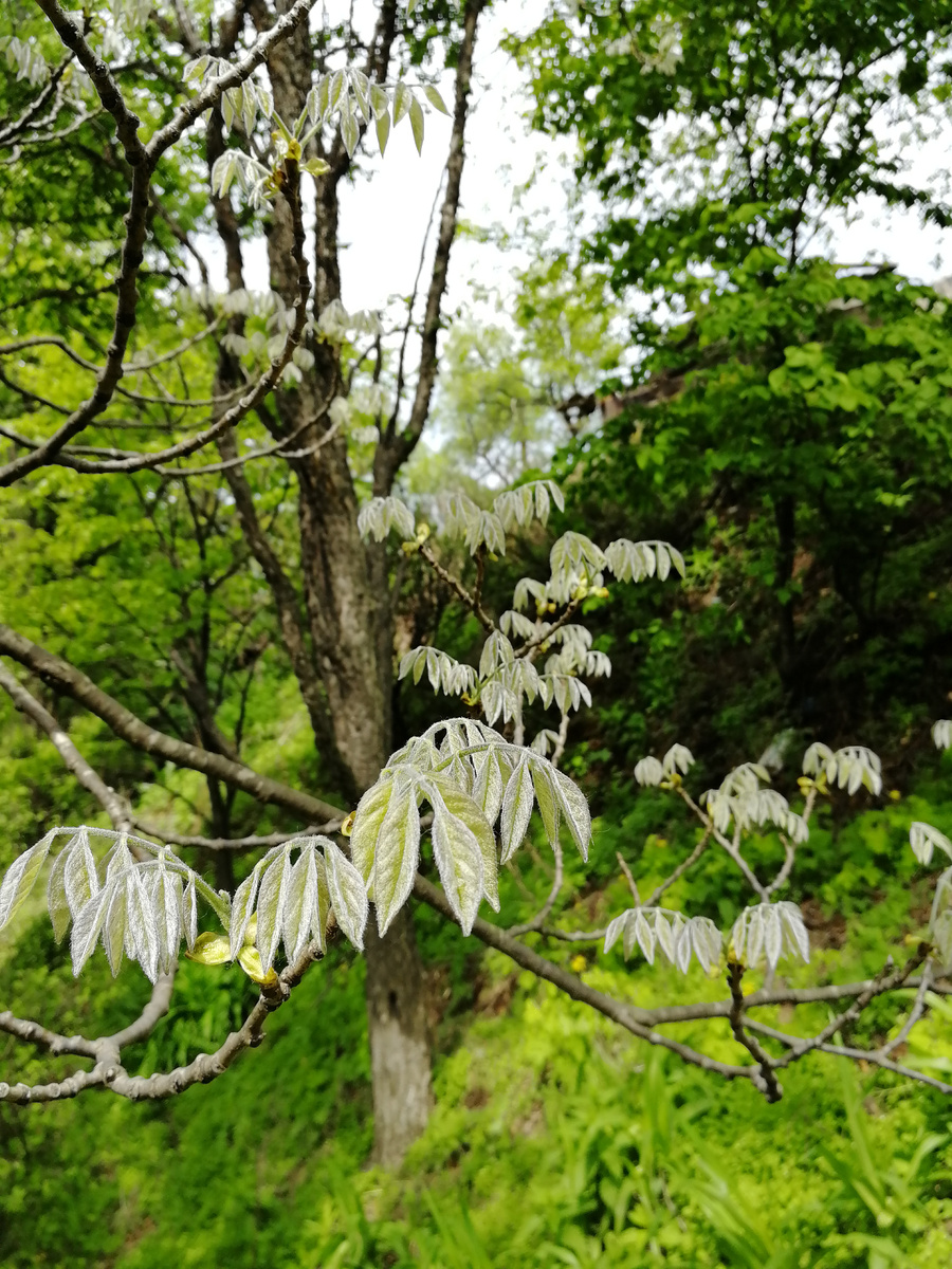 Серебристые ворсистые молодые листья привлекли моё внимание. 