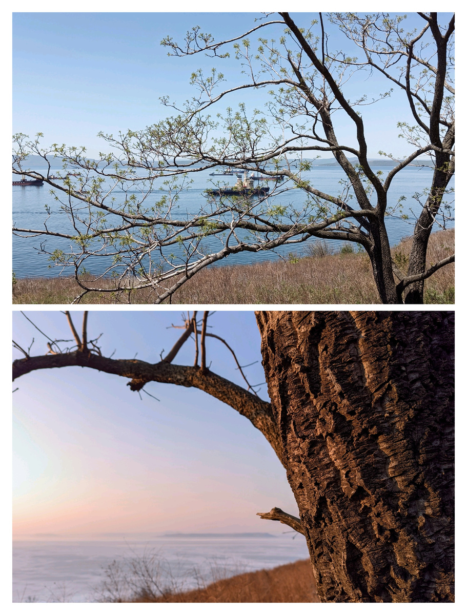 Бархат амурский, или амурское пробковое дерево (Phellodéndron amurénse) назван за свойства коры, которая имеет сильно «географическую» текстуру, на ощупь — ту самую пробку. Это дерево обнаружено мной на территории бывшего Эгершельдского кладбища.