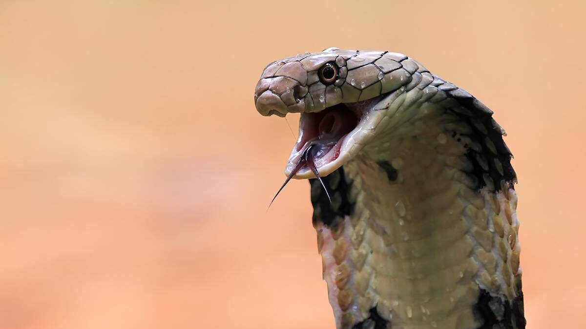    Фото: Shutterstock