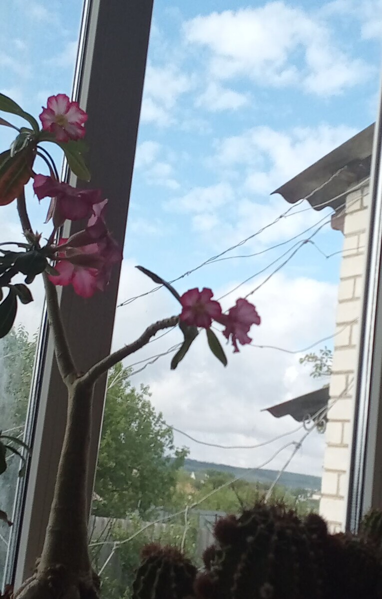 Сегодня снова пасмурно, но вроде дождя не должно быть. Вид из окна кухни.