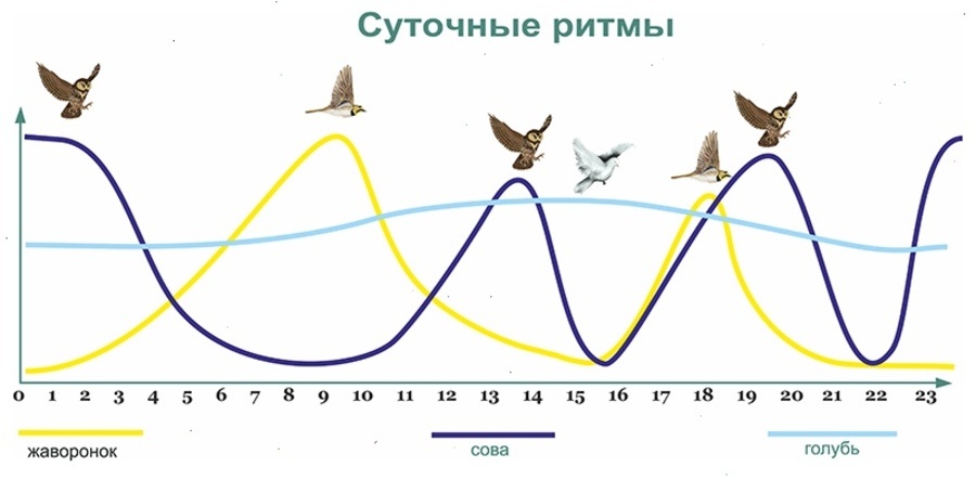 График циркадных ритмов «жаворонка», «совы» и «голубя»