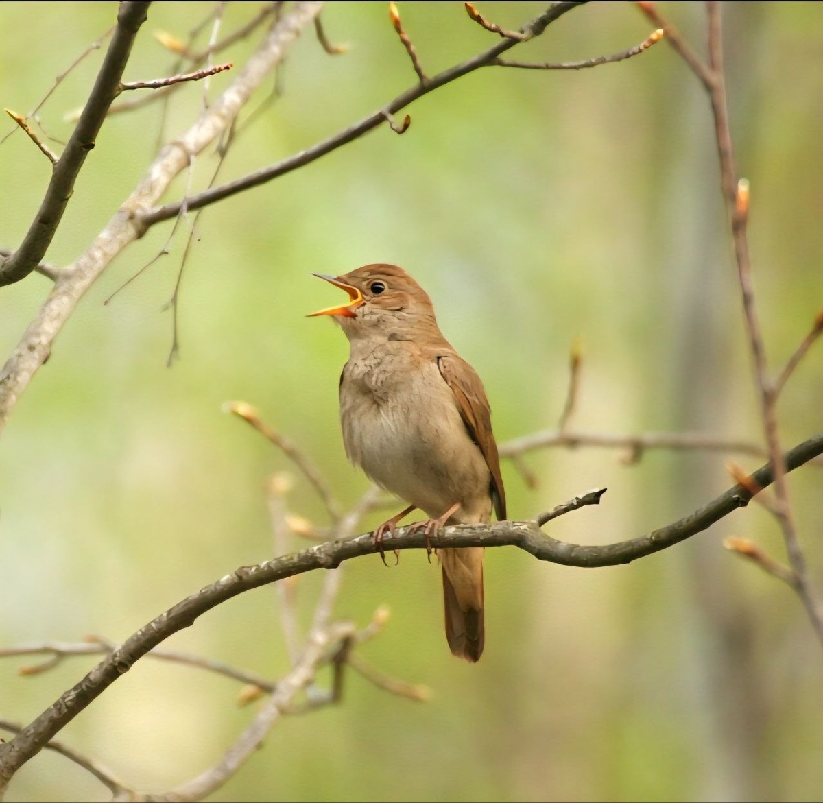 Соловушка поет. Фото из Интернета.