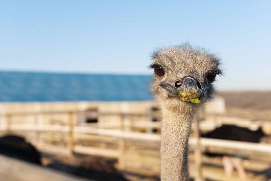    Россияне не смогут держать дома страусов, гиен и крокодилов