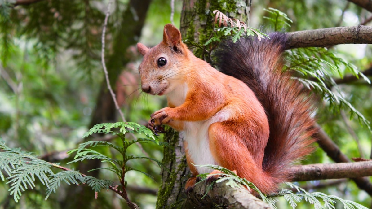 Белка в парке.