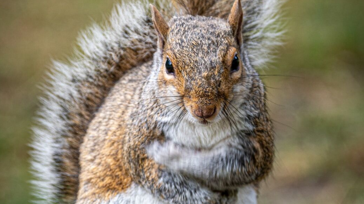 Заболевшая белка.