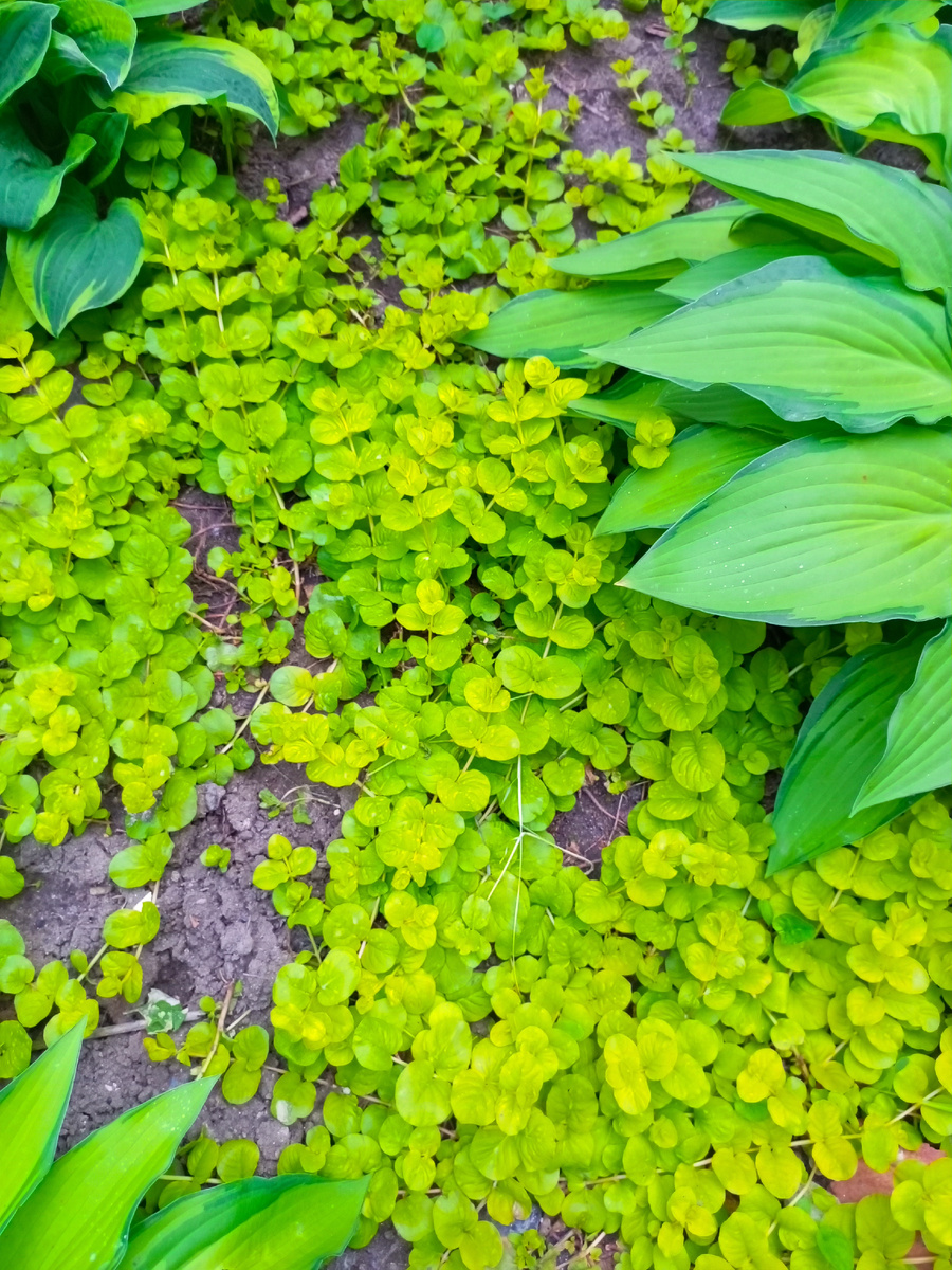 Вербейник монетчатый. 