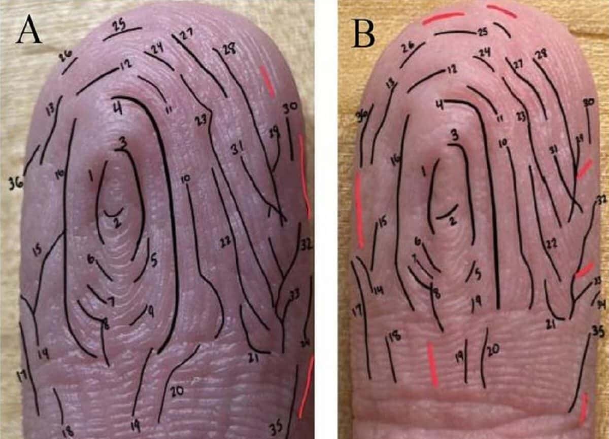    Специалисты по биомедицине подробно изучили механизм образования морщин на коже пальцев в воде / © Guy German