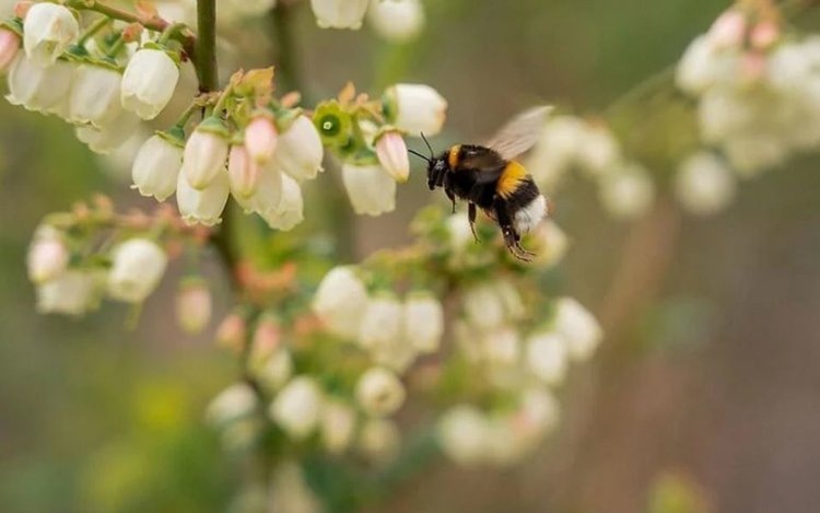    Интенсификация производства голубики требует больше шмелей для лучшего опыления