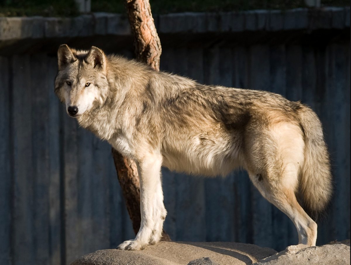 Автор: Santiago Atienza, источник: википедия