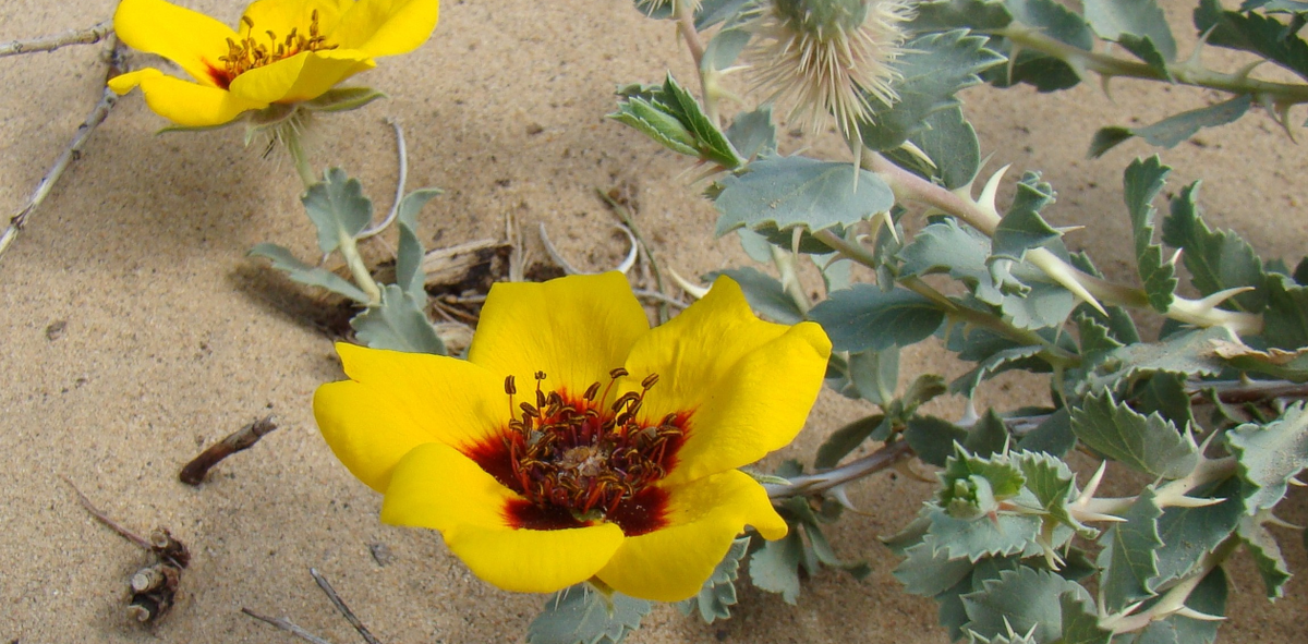 Роза персидская (Rosa persica), растущая в пустынях Центральной Азии и Ирана 