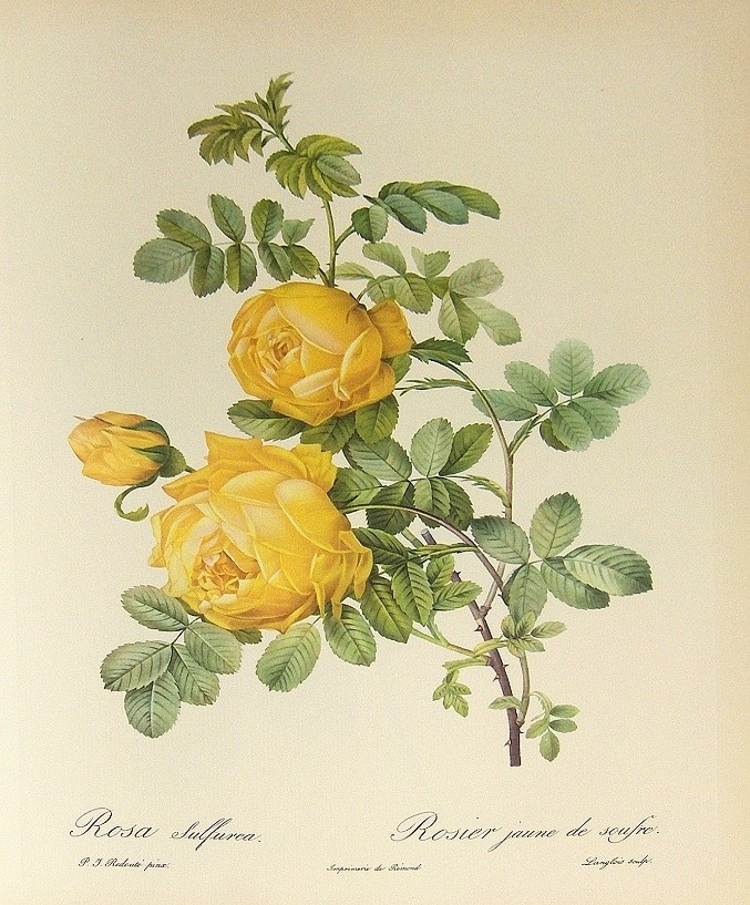 Роза полусферическая, или серная (Rosa hemisphaerica). Эта махровая форма дикой розы с пятью лепестками, растущей в Западной Азии, была одной из первых желтых роз в европейских садах. Акварель П.-Ж. Редуте. Public Domain
