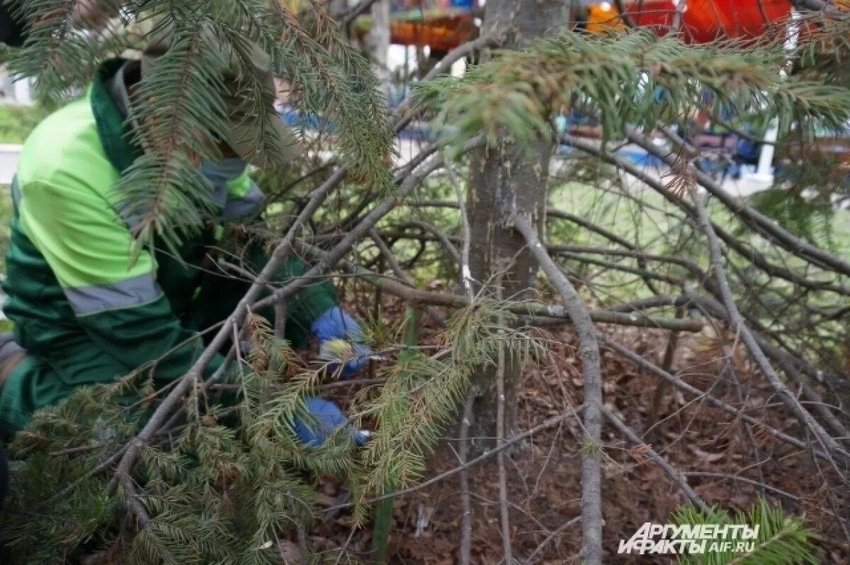   В Прикамье эксперты назвали эффективный способ борьбы с жуком-полиграфом