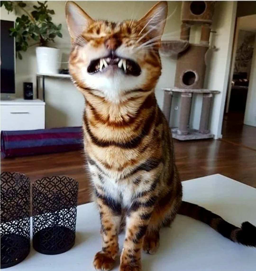 Опять лимон подложили 