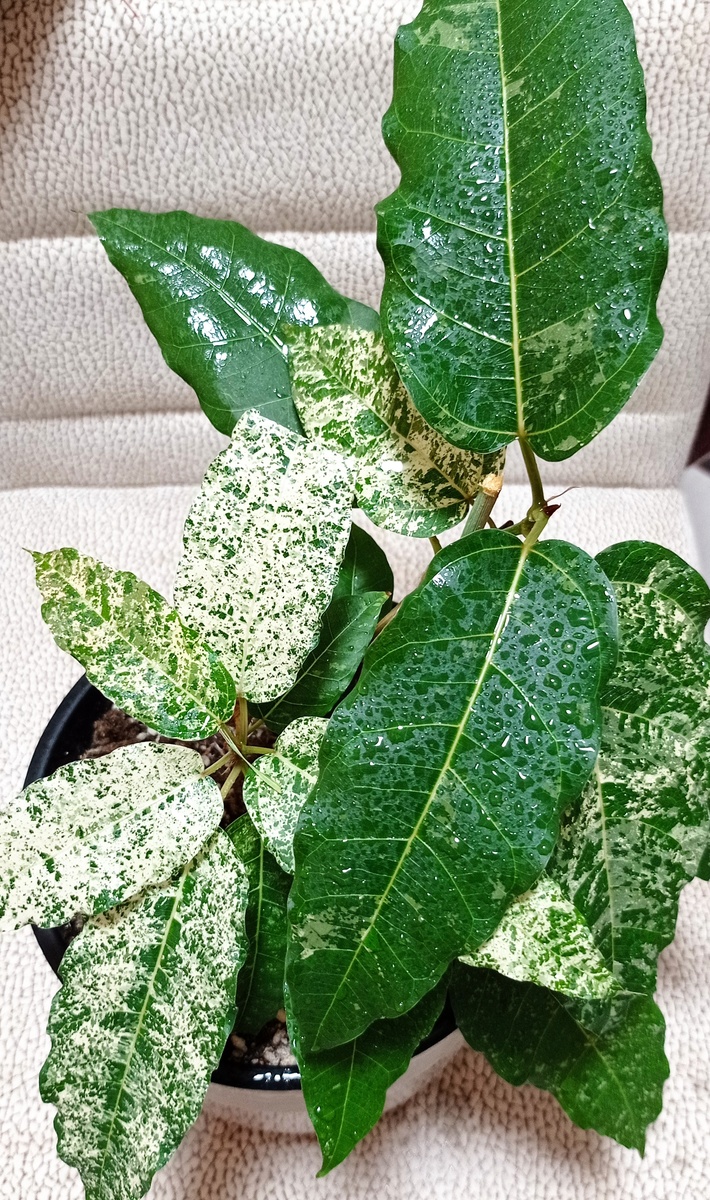 Мой прекрасный фикус Нью Клон. 