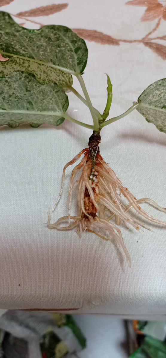 Корешки радуют. 