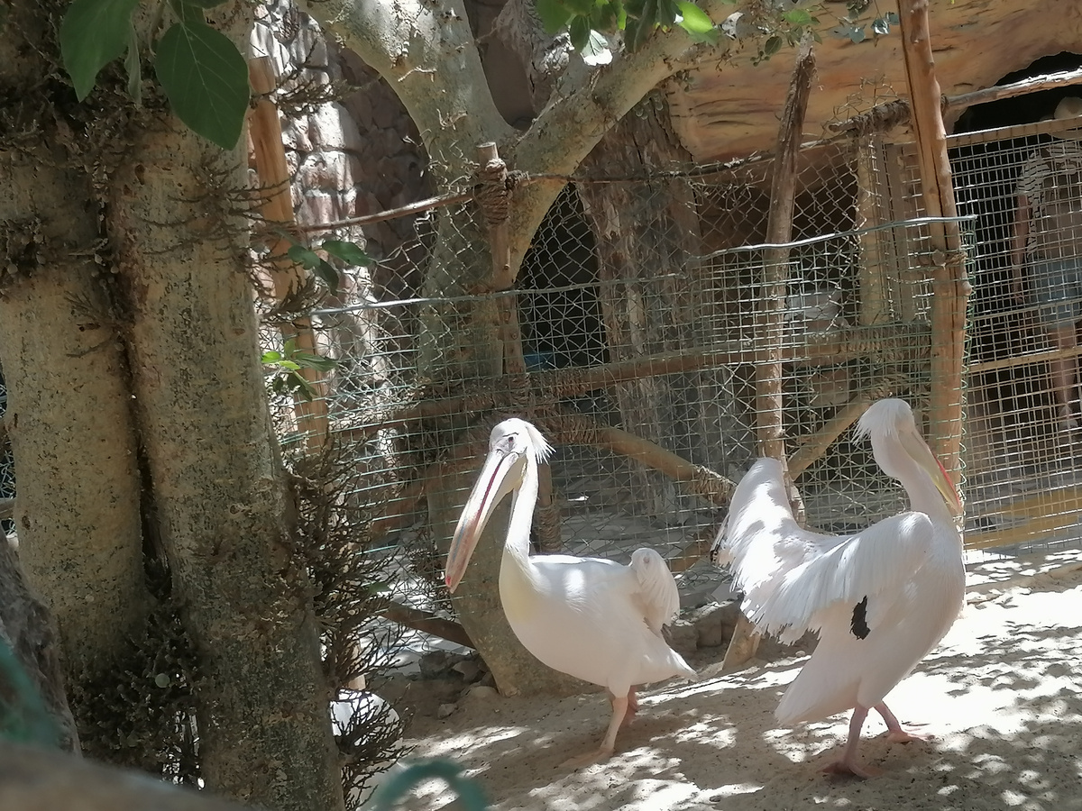 В Гранд-Аквариуме Хургады. Фото автора.