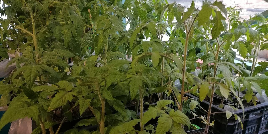 Когда высаживать помидоры в теплицу, парник, открытый грунт. Моя сибирская схема