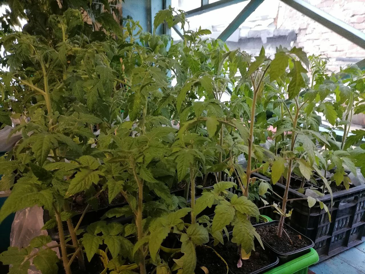 Рассада, фото автора