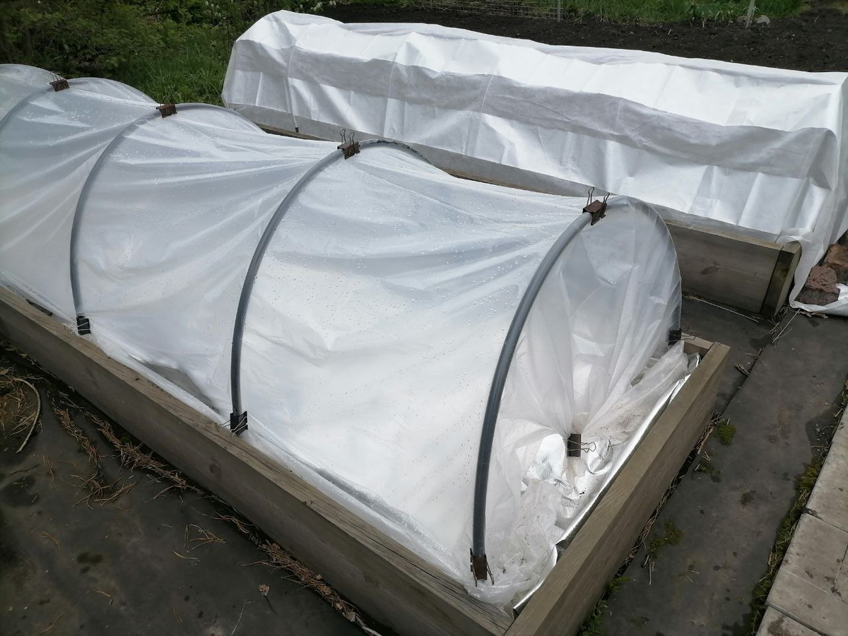 Пробую фольгированные мульчу и спанбонд, с ними не только теплее, но и светлее, фото автора