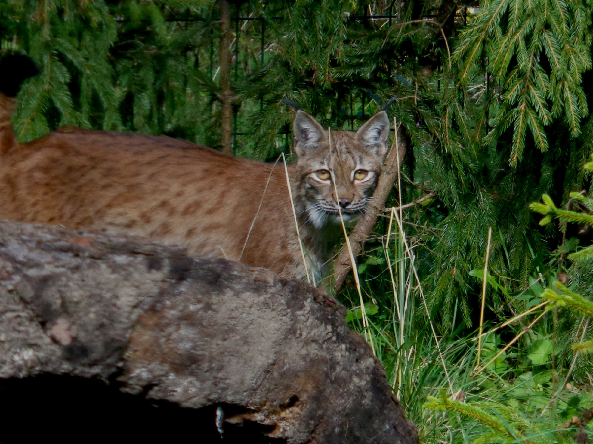 Рыси нарялду с волками являются санитапрами в дикой природе