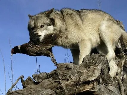 Кто может спавниться по "вредности" с человеком