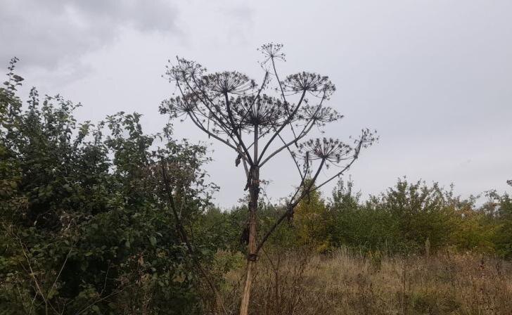    фото Курские известия