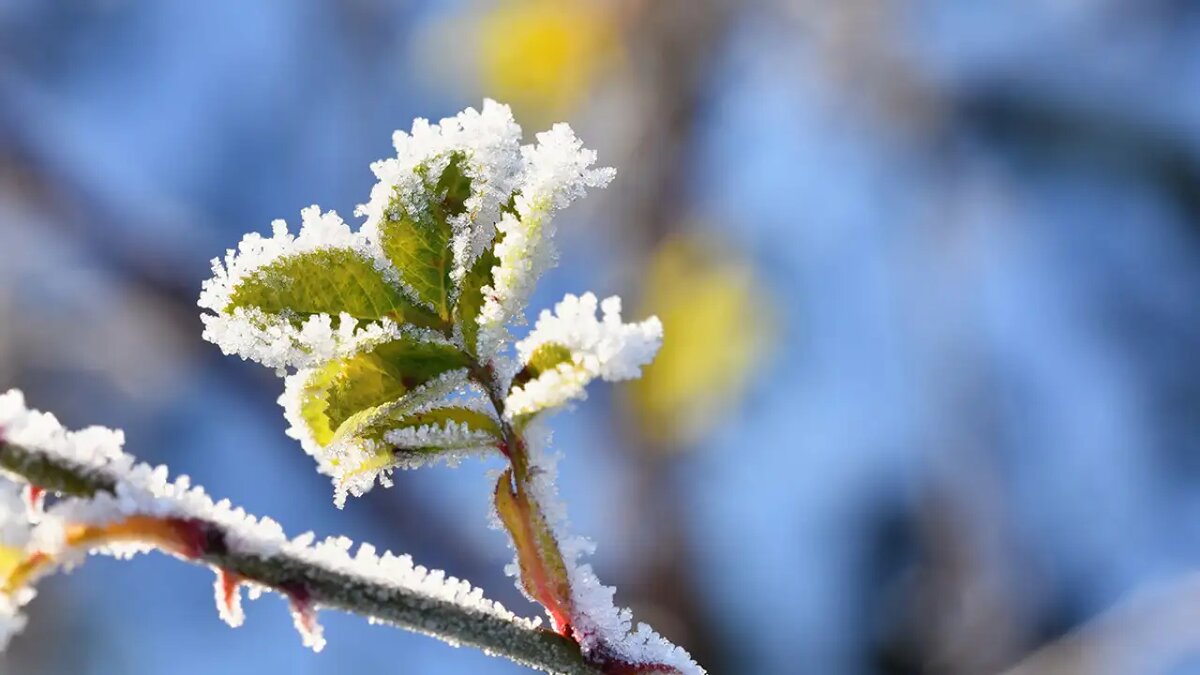    Весна на юге России.