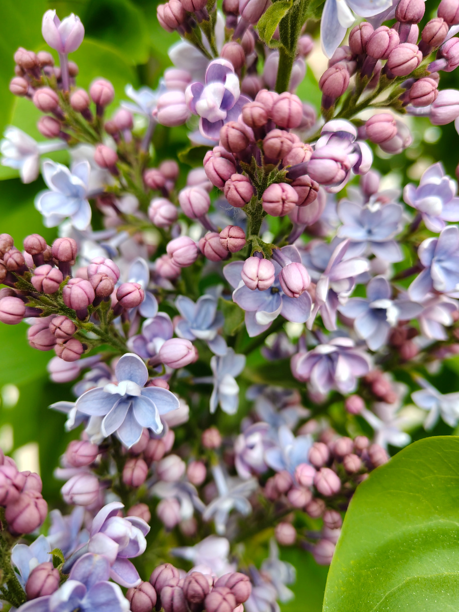 Аромат божественный 