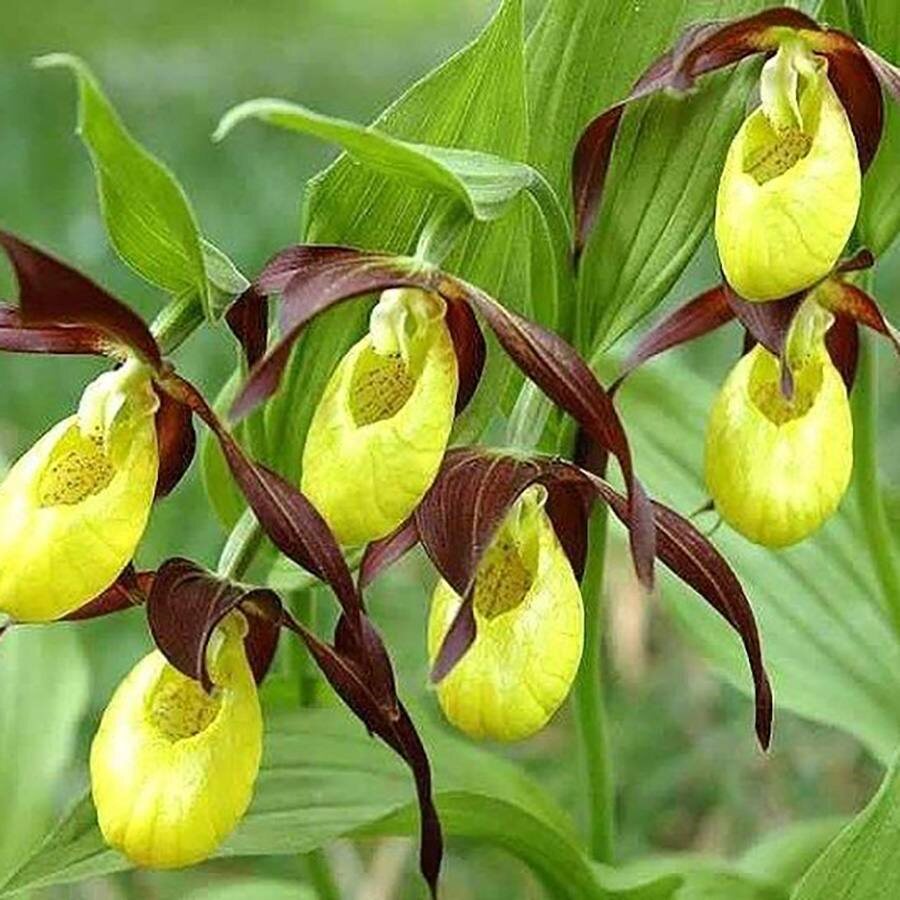 Орхидея венерин башмачок