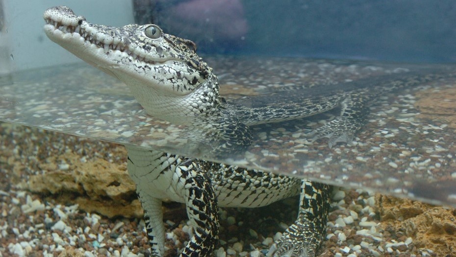    Автор фото: Байгушева Антонина/ДП