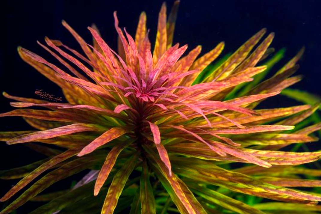 ## Людвигия инклината кубинская - экзотическое украшение аквариума### Описание растения**Людвигия инклината кубинская** (Ludwigia inclinata var. verticillata Cuba) - редкое и эффектное растение, произрастающее на кубинском острове Исла де Ла Ювентуд. Отличается уникальной способностью менять форму и окраску листьев в зависимости от условий содержания.### Особенности внешнего вида**Характеристики растения**:* Высота: до 30 см* Ширина: около 10 см* Окраска: мраморная с медным отливом* Форма листьев: в аквариуме удлиненные и узкие* Расположение листьев: компактное, близкое друг к другу### Условия содержания**Параметры воды**:* Температура: 22-27°C* pH: 5.5-7.5* Жесткость: 5-16°* Важно: в жесткой воде стебель становится хрупким**Освещение**:* Интенсивное (от 70 Лм/л)* Световой день: 8-12 часов### Требования к субстрату* Заиленный грунт* Богат питательными элементами* Регулярные подкормки микроудобрениями с железом* Желательна подача CO2### Размещение в аквариуме**Оптимальные зоны**:* Центральная часть* Задний план* Расстояние между кустами: около 20 см* Требует просторного аквариума### Особенности роста* Скорость роста: очень высокая* Новые отростки: до 15 см за неделю* Способность менять внешний вид в зависимости от условий* Возможность регулирования окраски через удобрения### Практическое применение**Использование в аквадизайне**:* Создание ярких акцентов* Оформление центральной зоны* Формирование заднего плана* Создание живых композиций### Рекомендации по уходу* Обеспечить сильное освещение* Поддерживать оптимальные параметры воды* Регулярно вносить удобрения* Обеспечить подачу CO2 для лучшего развития* Контролировать жесткость воды* Предоставлять достаточно пространства для ростаЛюдвигия инклината кубинская станет настоящим украшением аквариума благодаря своей необычной окраске и способности менять внешний вид. При правильном уходе растение порадует быстрым ростом и эффектным внешним видом, добавляя композиции особую экзотичность и яркость.